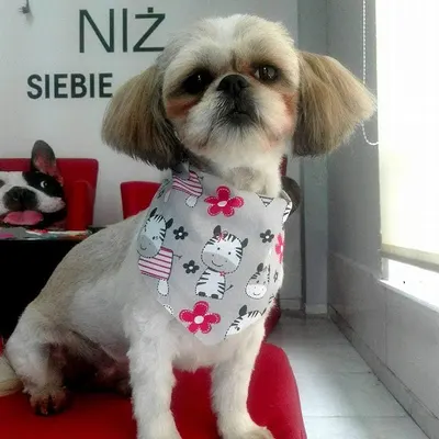 Psi Salonik Piękności Pupil Żory